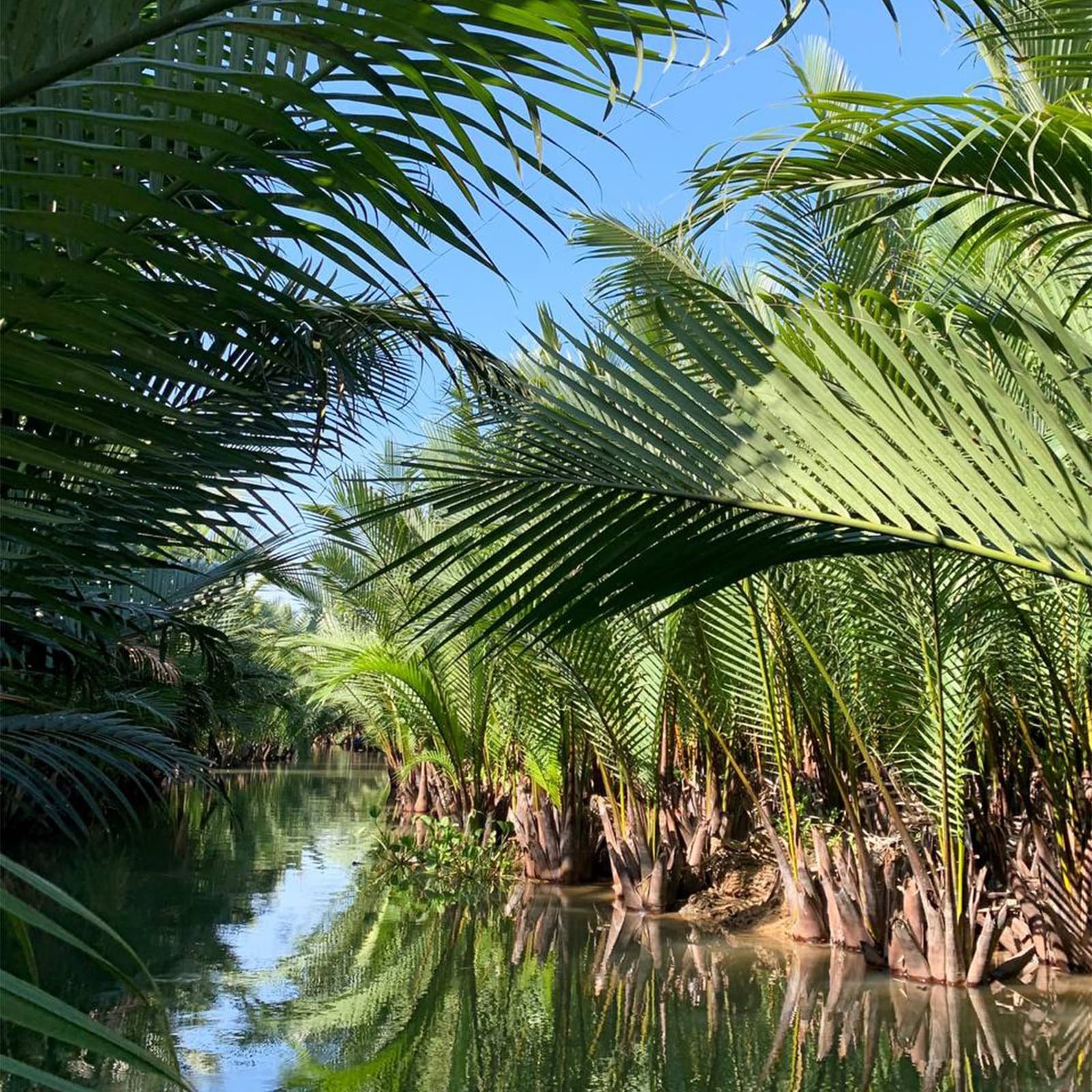 Бай Мау ценят за спокойную атмосферу и необычный ландшафт — вода почти вплотную подходит к пальмам, а свет пробивается сквозь листья, рисуя на поверхности «узоры» зелени.