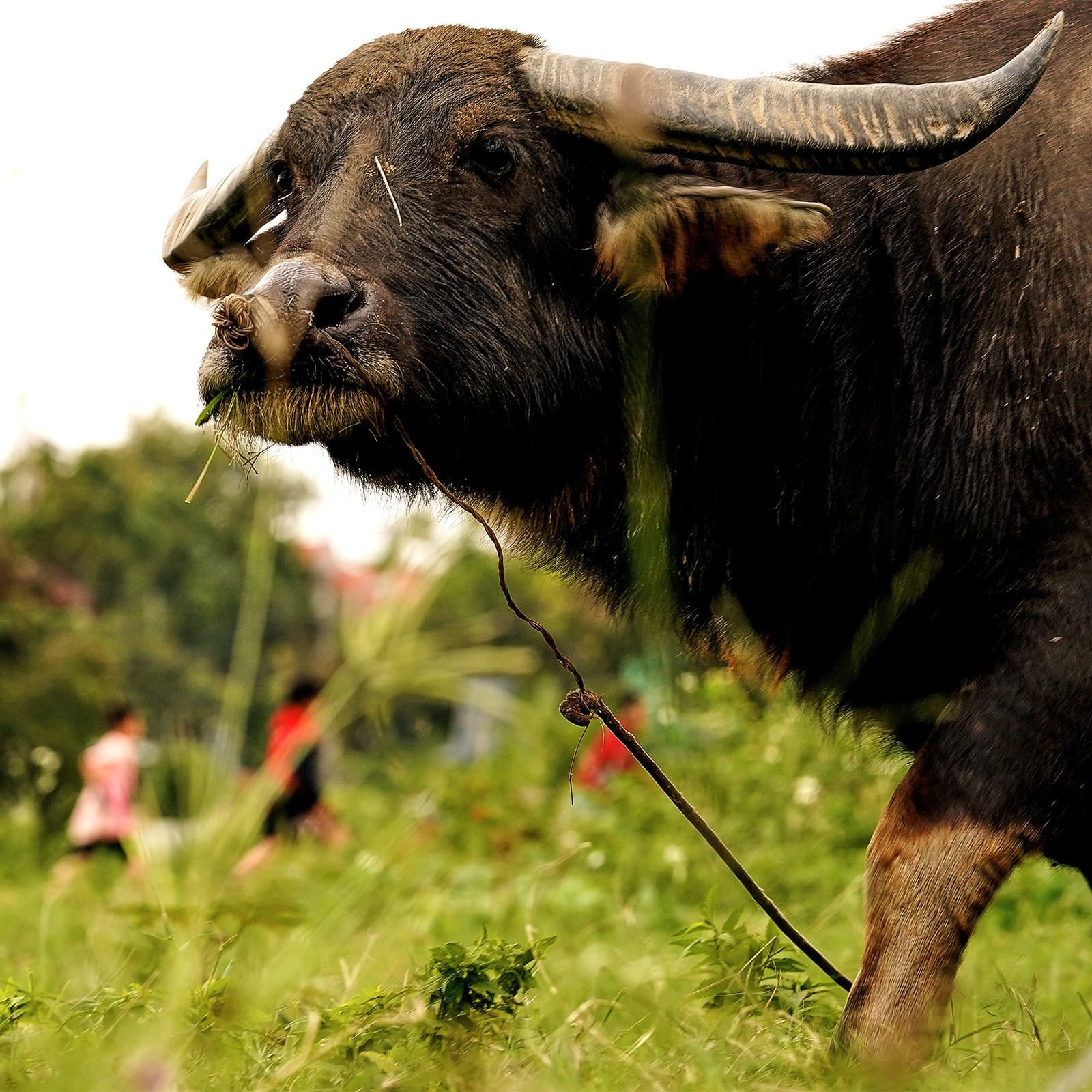 На полях часто пасутся буйволы — традиционные помощники в сельском хозяйстве, которые до сих пор остаются частью повседневной жизни местных фермеров и узнаваемым символом сельского Вьетнама.