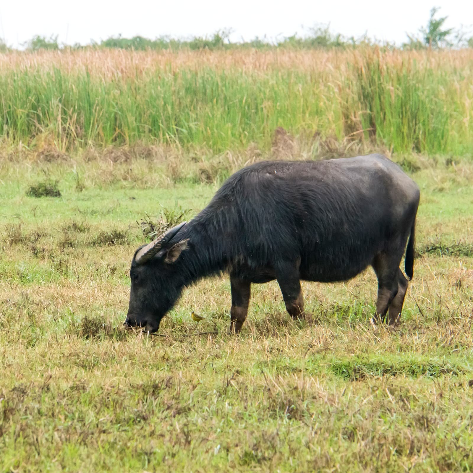 Дамбы между полями работают как естественные тропы: по ним удобно идти пешком или ехать на велосипеде, наблюдая, как меняется цвет риса по сезонам — от ярко-зелёного до золотого.