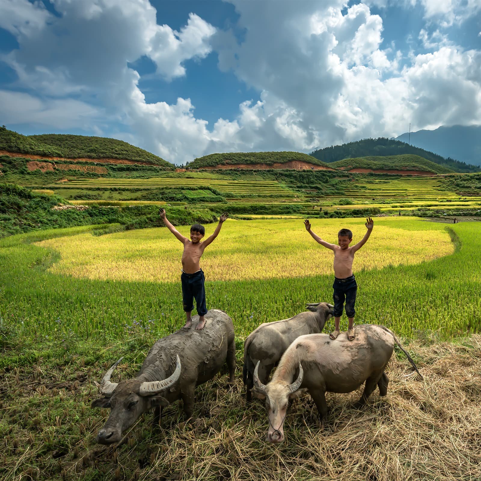 Особенно живописно бывает утром и ближе к закату, когда мягкий свет подчёркивает фактуру рисовых террас и делает пейзаж почти кинематографичным.