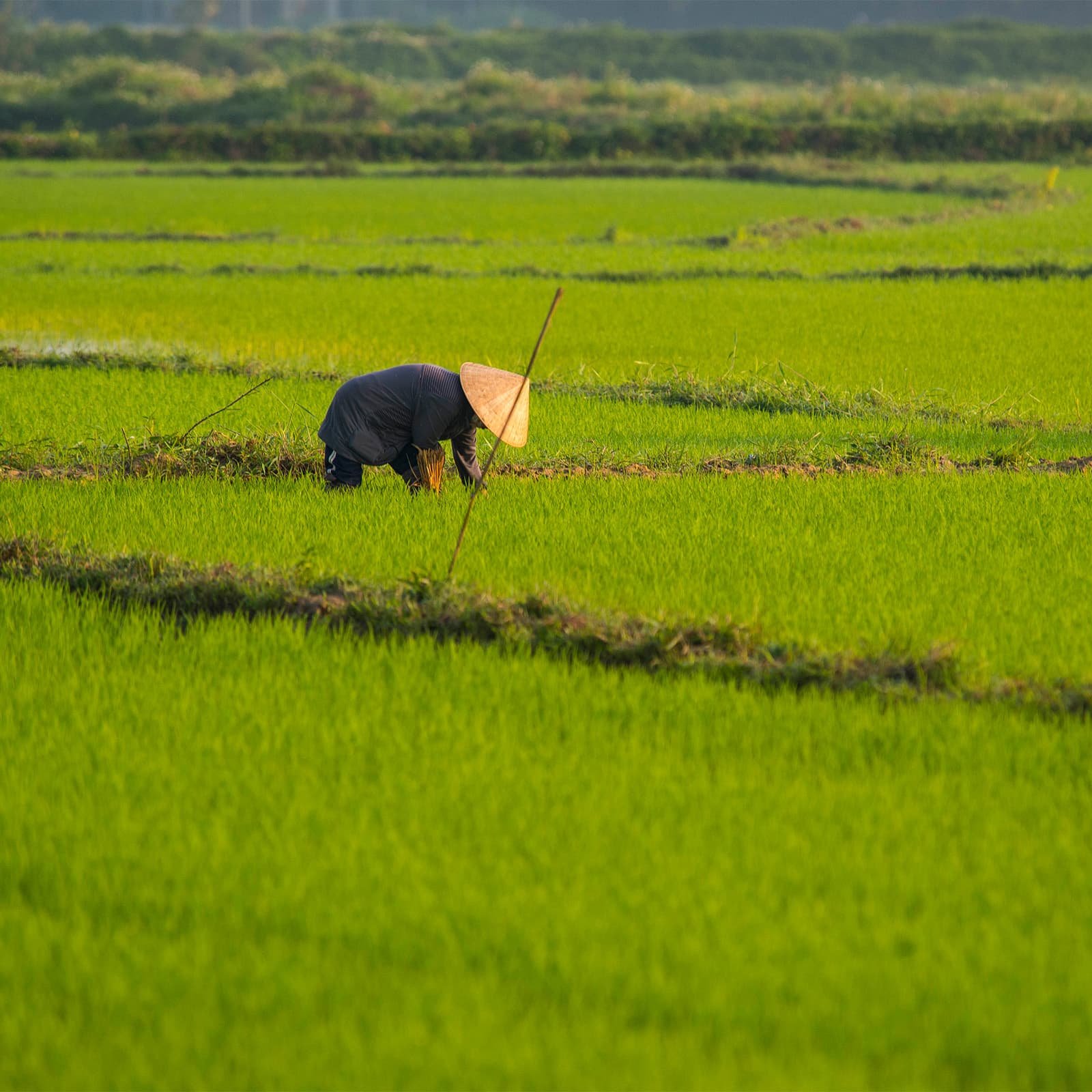 Рисовые поля и буйволы помогают почувствовать Хойан не только как объект ЮНЕСКО, но и как живой регион, где исторический город соседствует с традиционным сельским укладом.