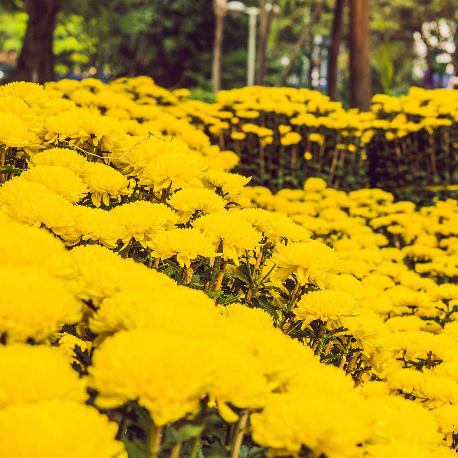Хризантемы в новогодних композициях выглядят особенно эффектно — солнечные оттенки подчёркивают тему весны и обновления.