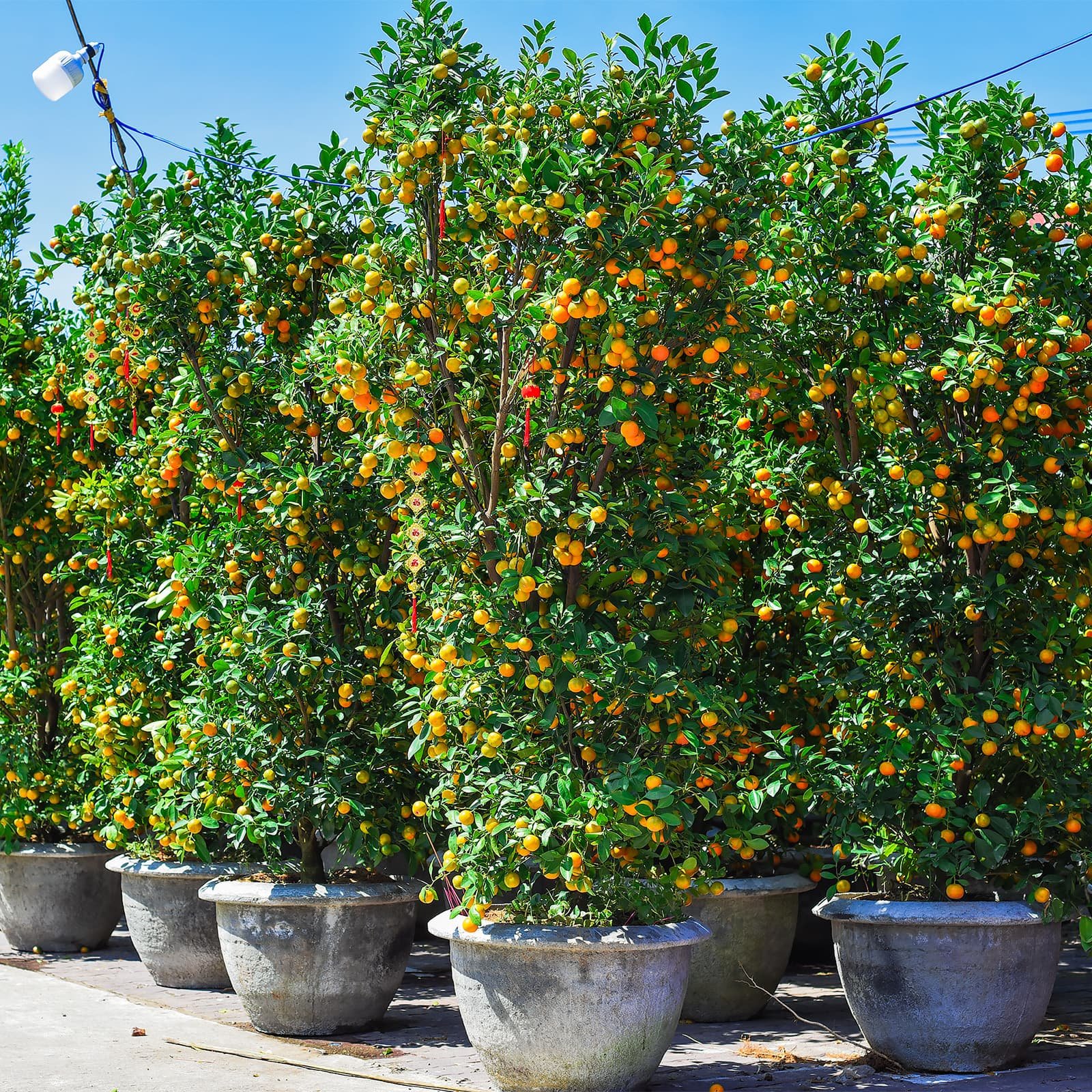 Кумкваты на Тет ставят у входа в дом и на витрины — деревце с плодами воспринимают как знак достатка и «урожая удачи».