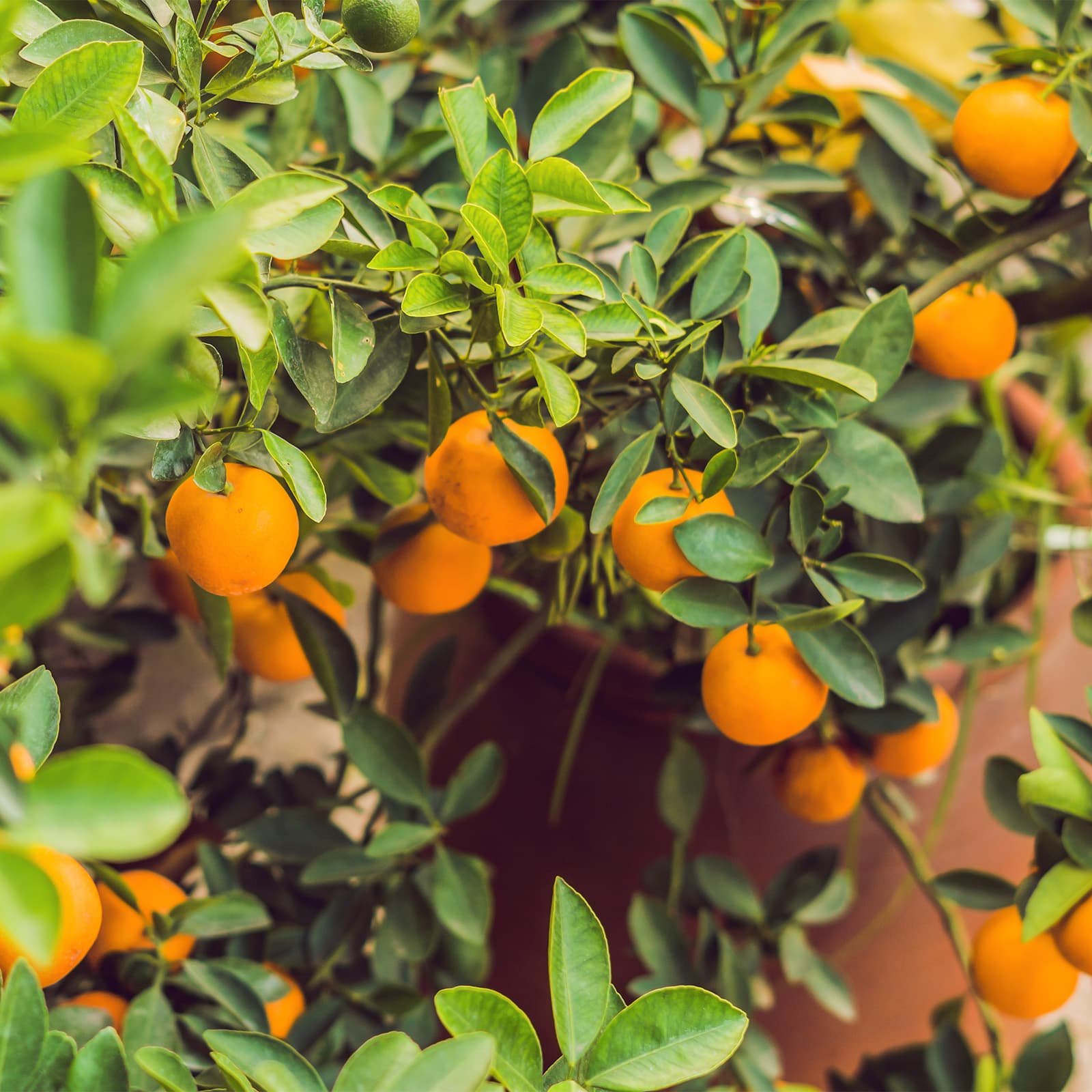 Кумкваты в новогоднем декоре часто выбирают за «живую» символику — много плодов на ветках, значит год будет щедрым.