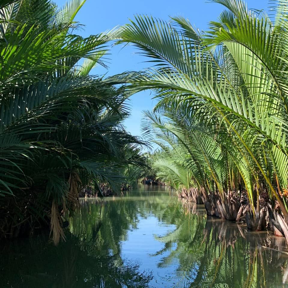 Тропические заросли над каналом во время прогулки на корзиночной лодке. В окрестностях Хойана проходят экскурсии по водным путям, окружённым мангровыми лесами.