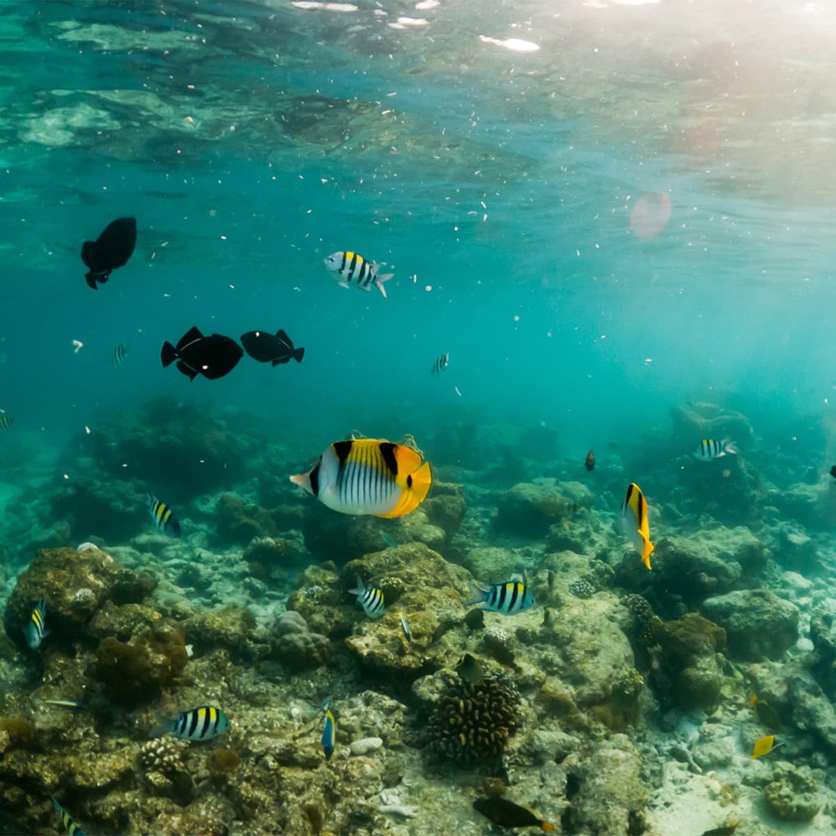 Дайвинг в Нячанге для начинающих: брифинг, индивидуальный подбор снаряжения и два погружения на коралловых рифах у островов Хон Мун, Хон Тре и Хон Мот.