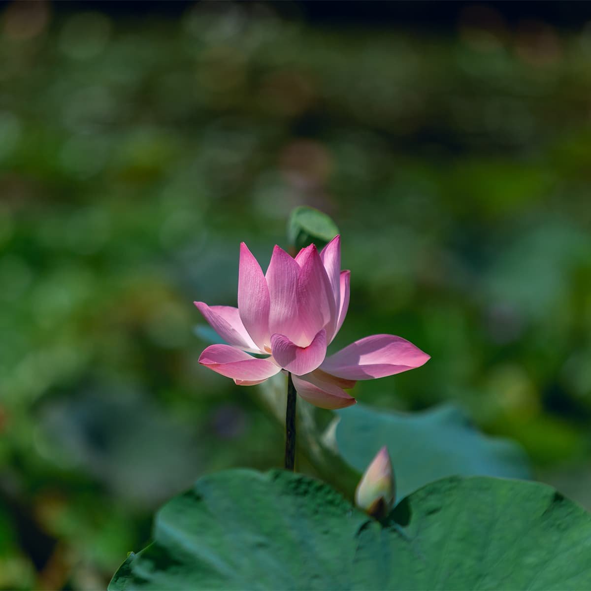 Экскурсия на джипах из Нячанга: лотосовые и рисовые поля, фруктовые плантации, деревня малых народностей, древние руины и живые картинки сельского Вьетнама.