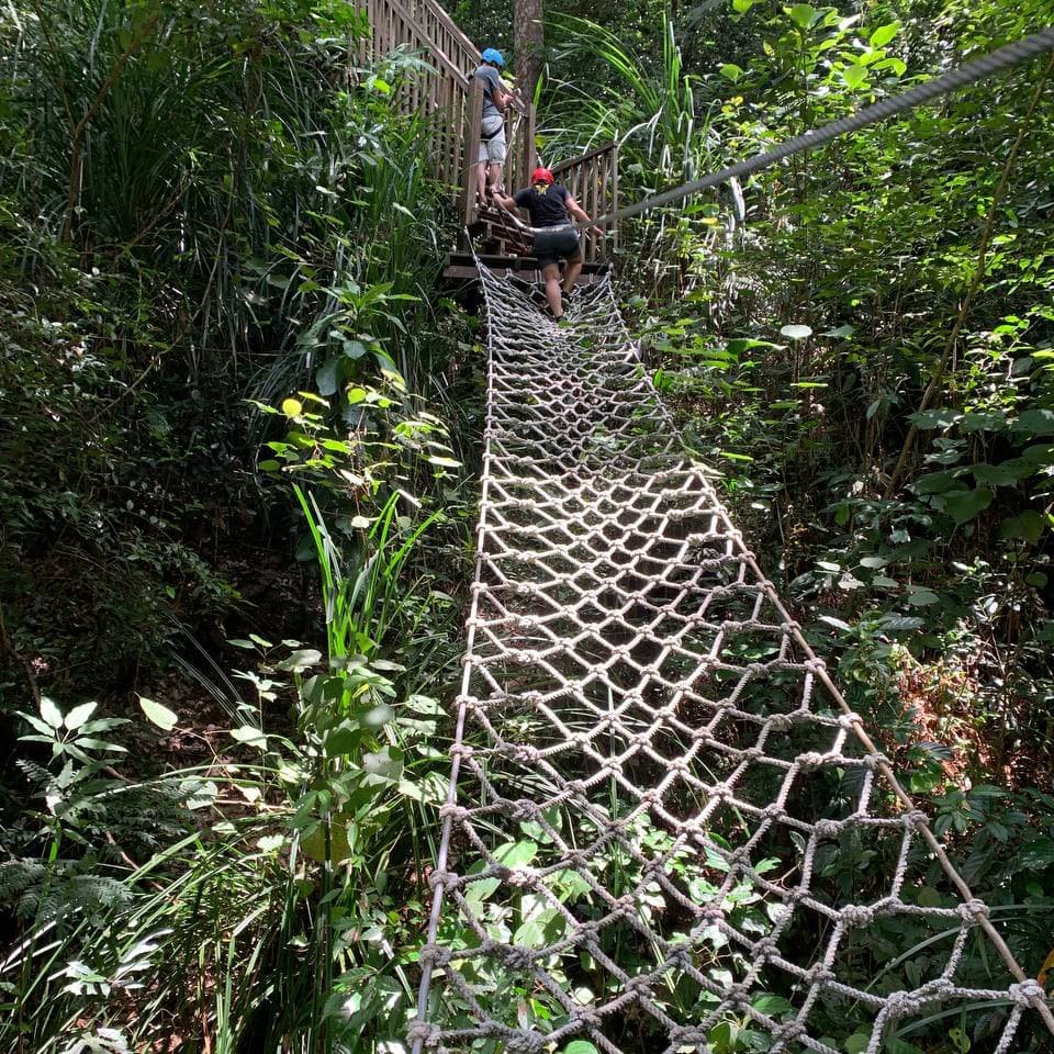 Верёвочная лестница между деревьями ведёт к верхней платформе, позволяя подняться выше уровня тропического крона
