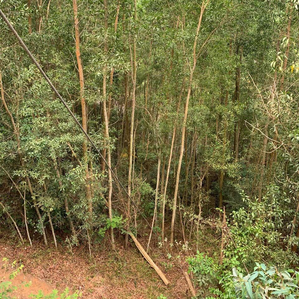 Заросли бамбука с высоты образуют плотный зелёный купол над тропами Kong Forest, где склоны уходят в глубокую лесную долину