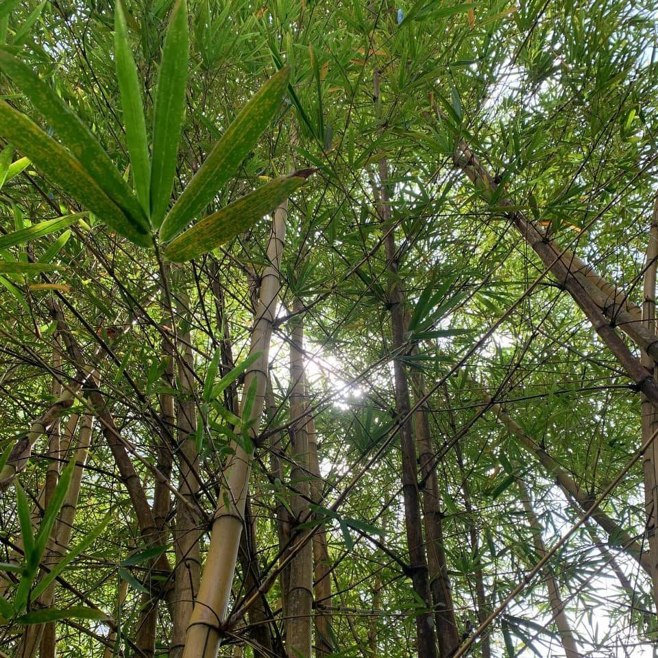 Бамбуковые заросли поднимаются густой стеной вдоль тропы, создавая тень и мягкий шелест в прохладном воздухе джунглей