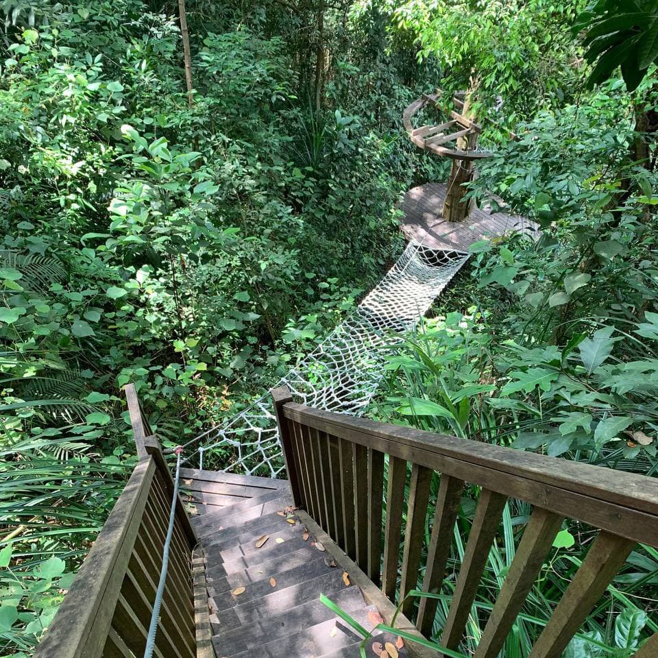 Верёвочная лестница поднимается между стволами деревьев, ведя к высокой платформе Canopy и скрываясь в тени лесной кроны