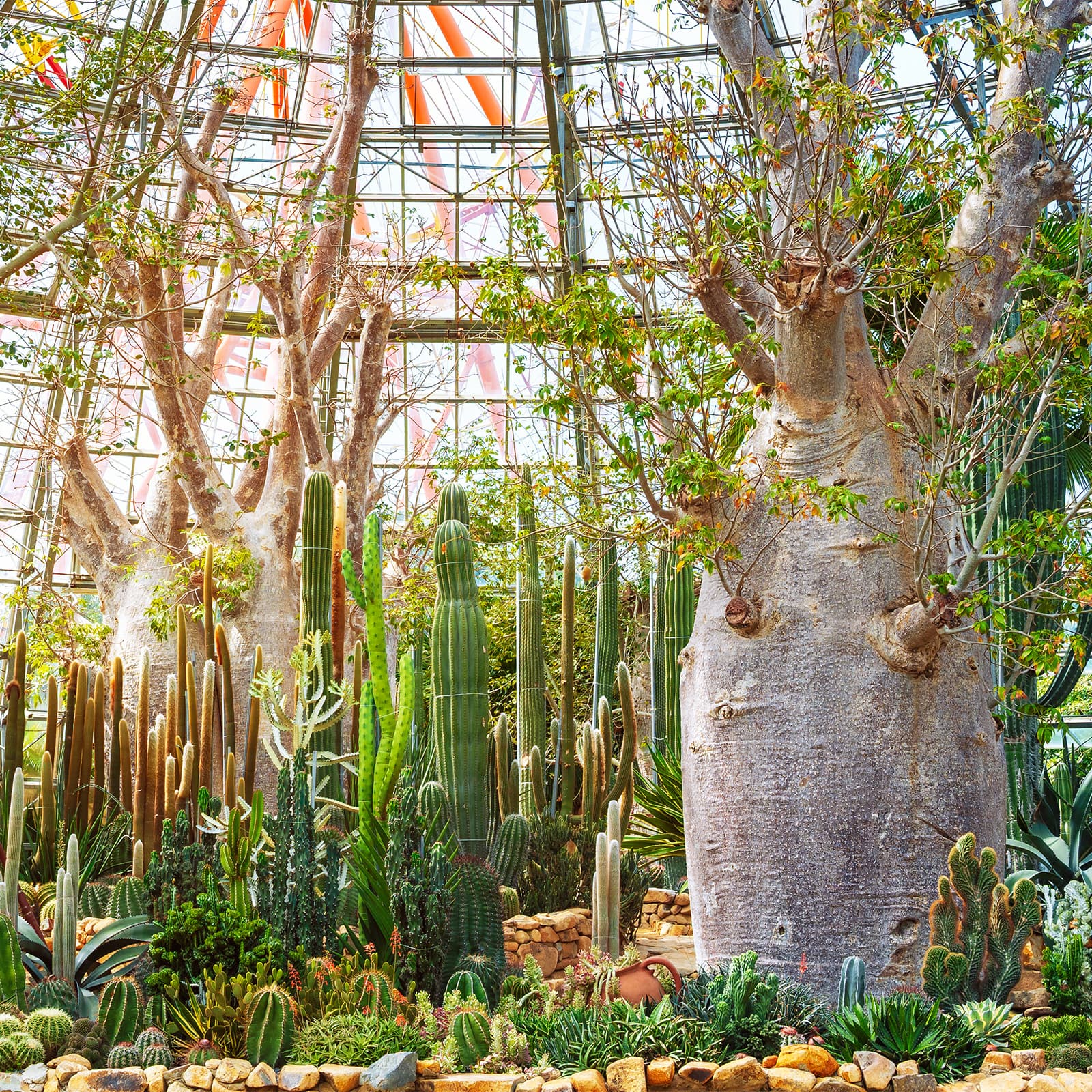 Баобабы, высокие кактусы и суккуленты в оранжерее African Desert ботанического сада World Garden в VinWonders Nha Trang