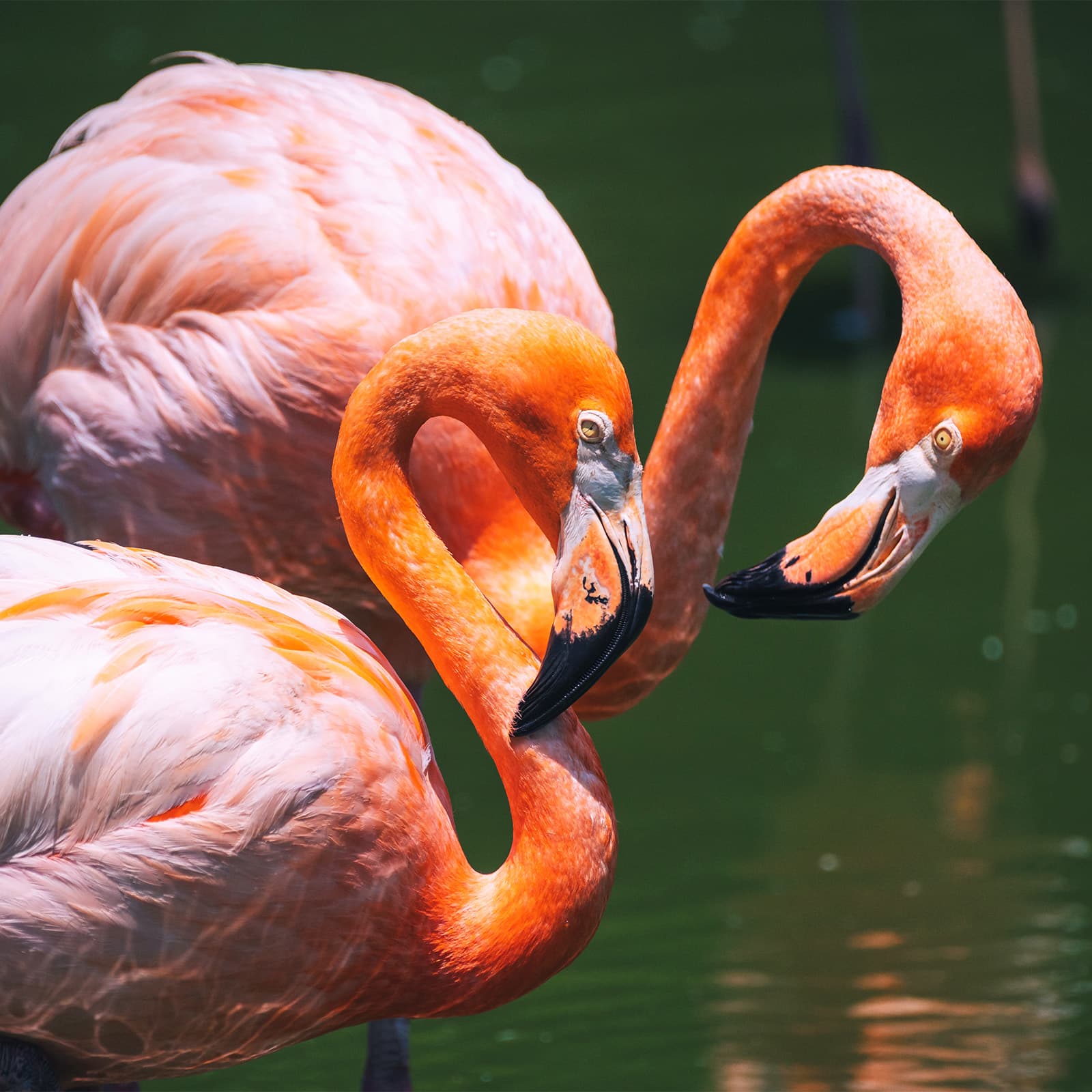 Крупный план американских фламинго у озера Flamingos Lake в зоопарке King’s Garden парка VinWonders Nha Trang