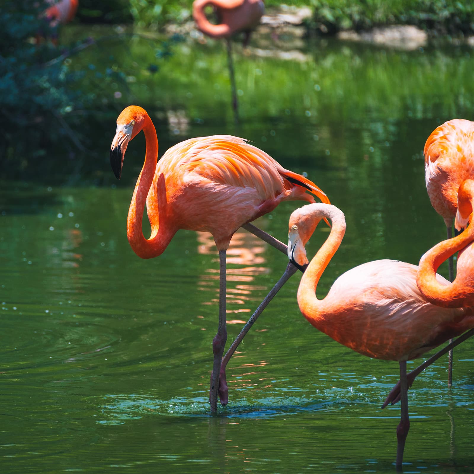Американские фламинго в воде на озере Flamingos Lake в зоопарке Винвандерс на острове Хонче