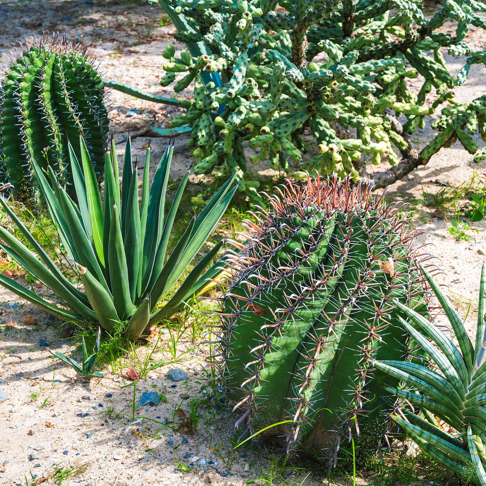 Коллекция кактусов и суккулентов в павильоне African Desert ботанического сада World Garden парка Винвандерс